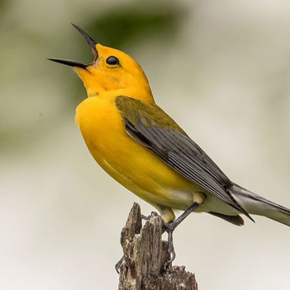 Meet your Posher, Nwankwo